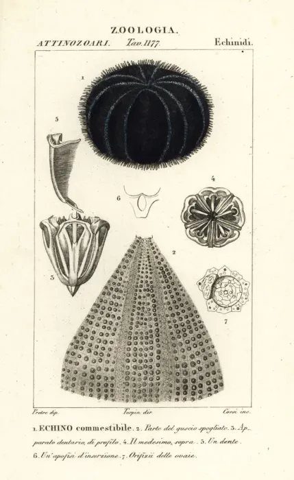 Framed Print : European edible sea urchin, Echinus esculentus Framed Print : European edible sea urchin, Echinus esculentus