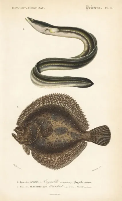 Framed Print : European eel, critically endangered, and turbot Framed Print : European eel, critically endangered, and turbot