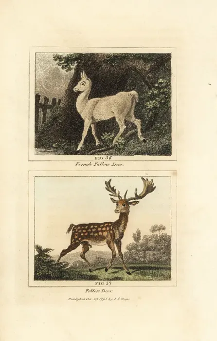 Framed Print : European fallow deer, Dama dama Framed Print : European fallow deer, Dama dama