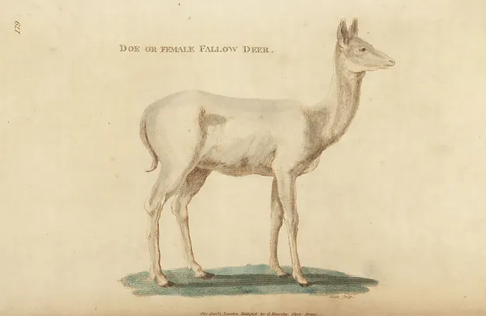 Framed Print : European fallow deer, female or doe, Dama dama Framed Print : European fallow deer, female or doe, Dama dama