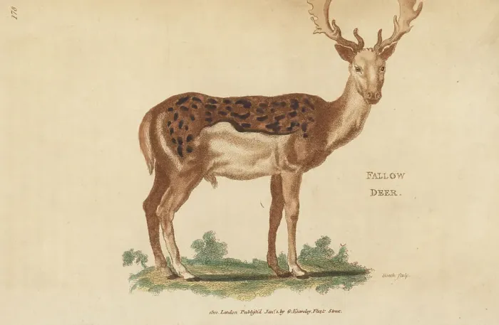 Framed Print : European fallow deer, male or buck, Dama dama Framed Print : European fallow deer, male or buck, Dama dama