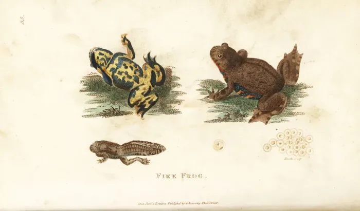 Framed Print : European fire-bellied toad, Bombina bombina Framed Print : European fire-bellied toad, Bombina bombina