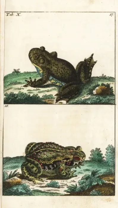 Framed Print : European fire-bellied toad and natterjack toad Framed Print : European fire-bellied toad and natterjack toad