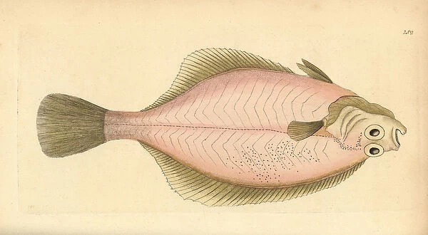 European flounder, Platichthys flesus