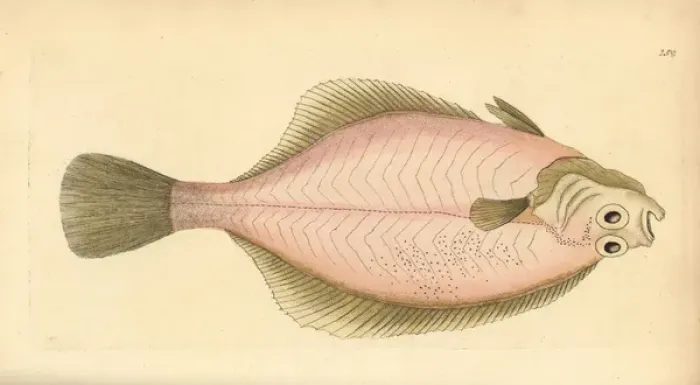 Framed Print : European flounder, Platichthys flesus Framed Print : European flounder, Platichthys flesus