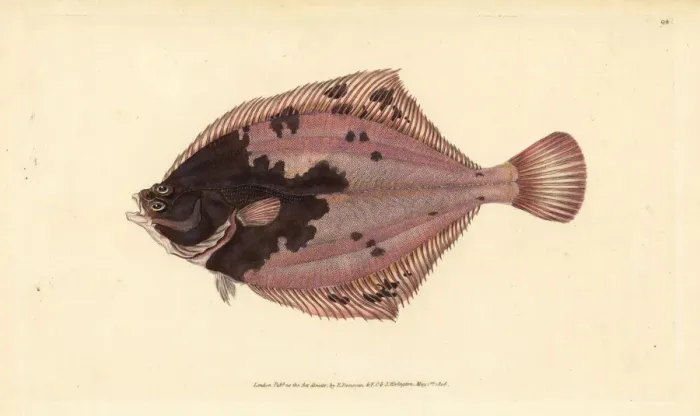 Framed Print : European flounder, Platichthys flesus Framed Print : European flounder, Platichthys flesus