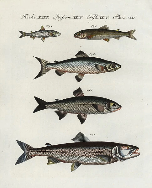 European freshwater fish