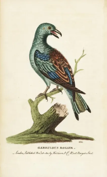 Framed Print : European or garrulous roller, Coracia garrulus Framed Print : European or garrulous roller, Coracia garrulus