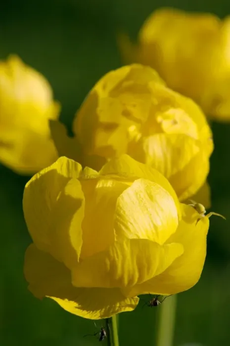 Framed Print : European Globeflower / Globe Crowfoot / Globe Flower Framed Print : European Globeflower / Globe Crowfoot / Globe Flower