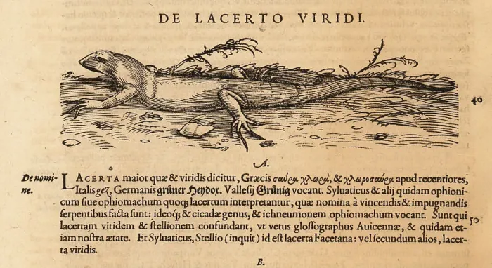 Framed Print : European green lizard, Lacerta viridis Framed Print : European green lizard, Lacerta viridis
