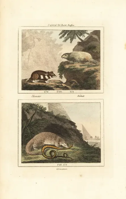 Framed Print : European hamster, bobak marmot and Egyptian mongoose Framed Print : European hamster, bobak marmot and Egyptian mongoose