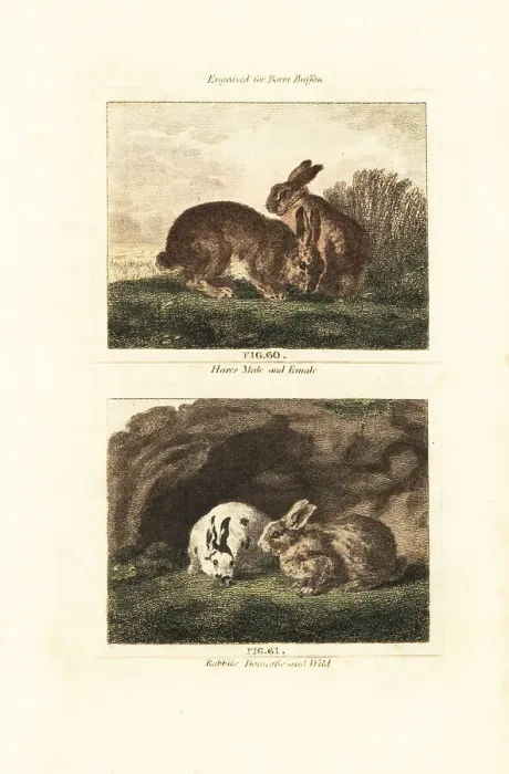 Framed Print : European hare and European rabbit Framed Print : European hare and European rabbit