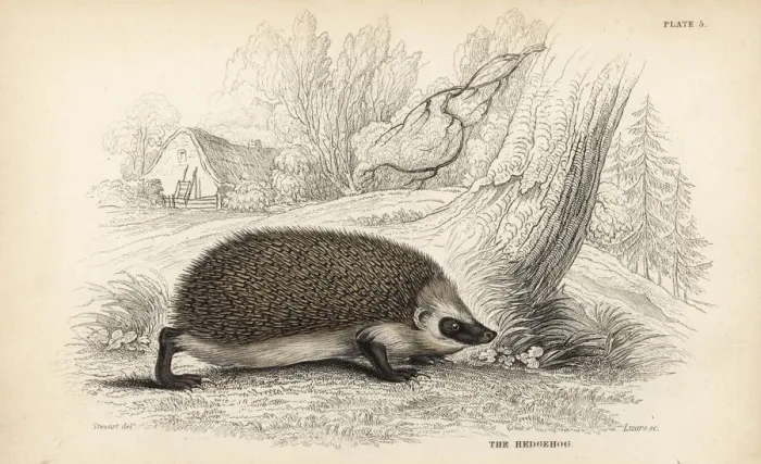 Framed Print : European hedgehog, Erinaceus europaeus Framed Print : European hedgehog, Erinaceus europaeus