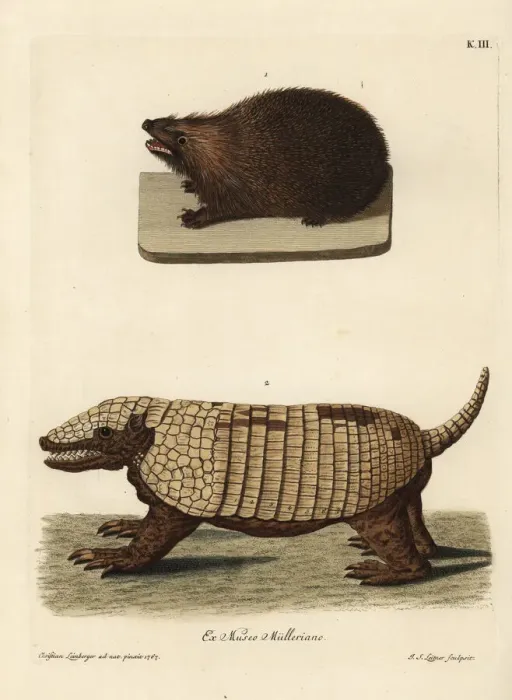 Framed Print : European hedgehog, Erinaceus europaeus Framed Print : European hedgehog, Erinaceus europaeus