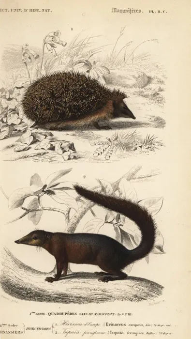 Framed Print : European hedgehog, Erinaceus europaeus Framed Print : European hedgehog, Erinaceus europaeus