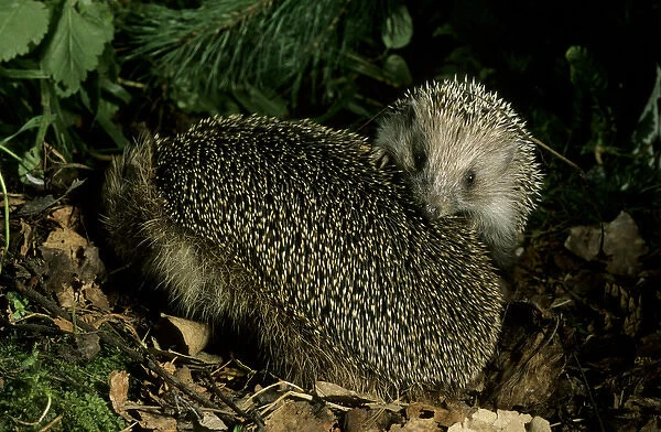 European HEDGEHOGS - young behind mother, autumn