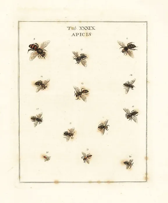 Framed Print : European honey bee, sea aster bee, nomad bee, etc Framed Print : European honey bee, sea aster bee, nomad bee, etc