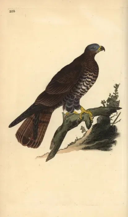 Framed Print : European honey buzzard, Pernis apivorus Framed Print : European honey buzzard, Pernis apivorus