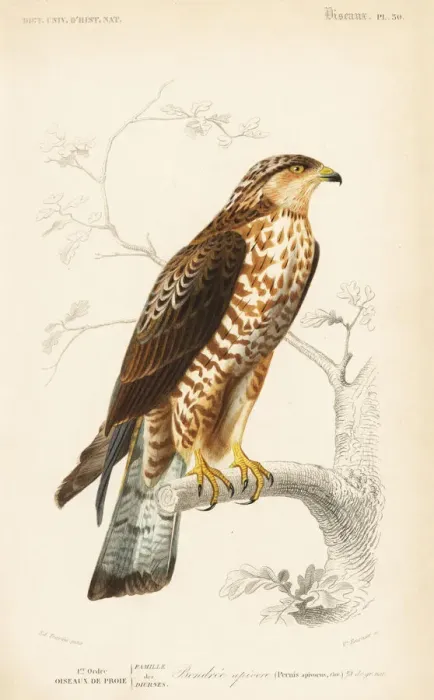 Framed Print : European honey buzzard, Pernis apivorus Framed Print : European honey buzzard, Pernis apivorus