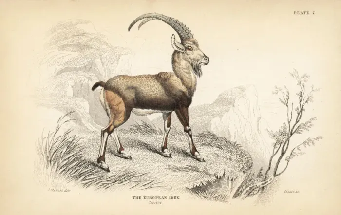 Framed Print : European ibex, Capra ibex