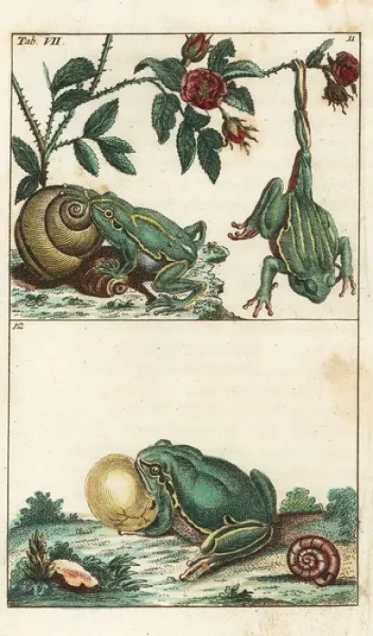 Framed Print : European and Italian tree frogs Framed Print : European and Italian tree frogs