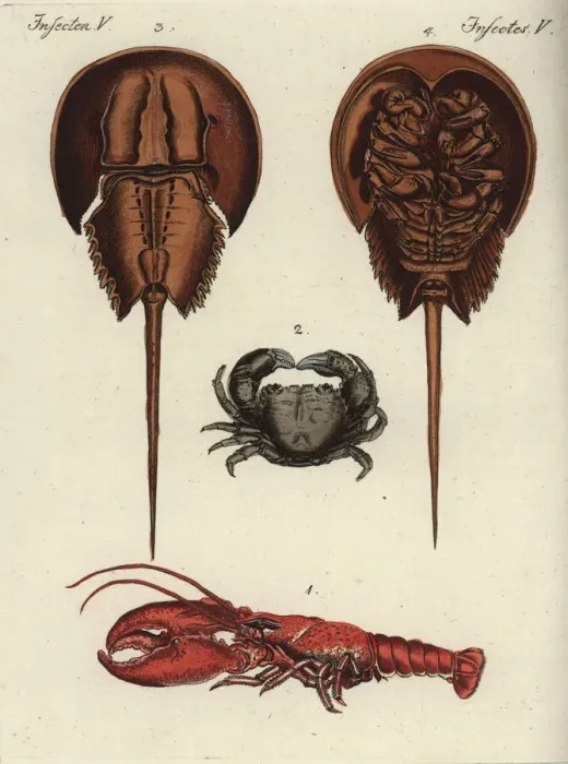 Framed Print : European lobster, edible crab and Atlantic horseshoe crab Framed Print : European lobster, edible crab and Atlantic horseshoe crab