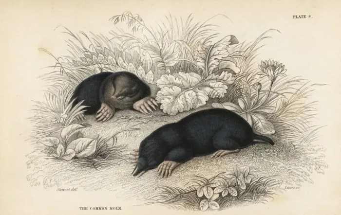 Framed Print : European mole, Talpa europaea Framed Print : European mole, Talpa europaea