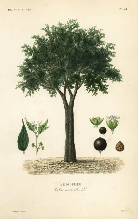 Framed Print : European nettle tree, Celtis australis Framed Print : European nettle tree, Celtis australis