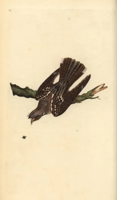Framed Print : European nightjar, Caprimulgus europaeus Framed Print : European nightjar, Caprimulgus europaeus