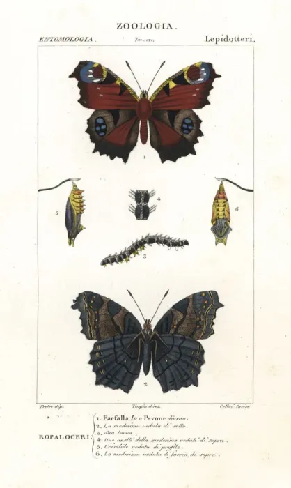 Framed Print : European peacock butterfly, Aglais io Framed Print : European peacock butterfly, Aglais io
