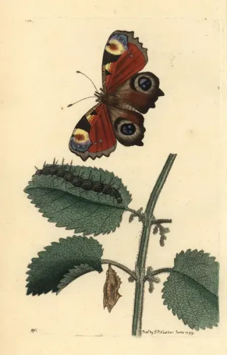 Framed Print : European peacock butterfly, Inachis io, caterpillar Framed Print : European peacock butterfly, Inachis io, caterpillar