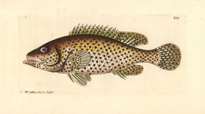 Framed Print : European perch, Perca fluviatilis Framed Print : European perch, Perca fluviatilis