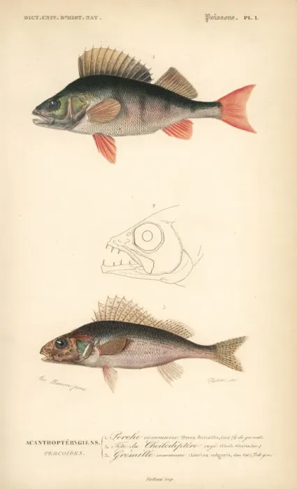Framed Print : European perch and ruffe Framed Print : European perch and ruffe