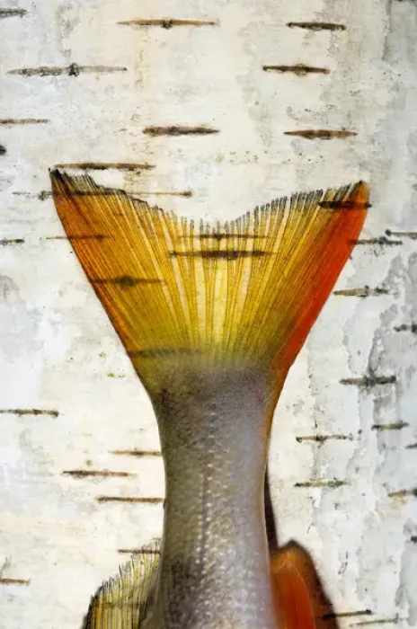 Framed Print : European Perch - single fish-tail placed on a birch-tree Framed Print : European Perch - single fish-tail placed on a birch-tree