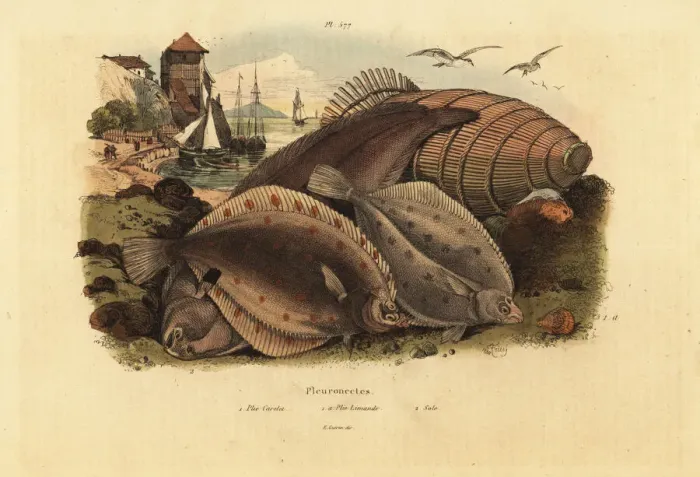 Framed Print : European plaice, dab and Dover sole Framed Print : European plaice, dab and Dover sole