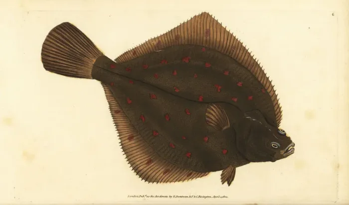 Framed Print : European plaice, Pleuronectes platessa Framed Print : European plaice, Pleuronectes platessa