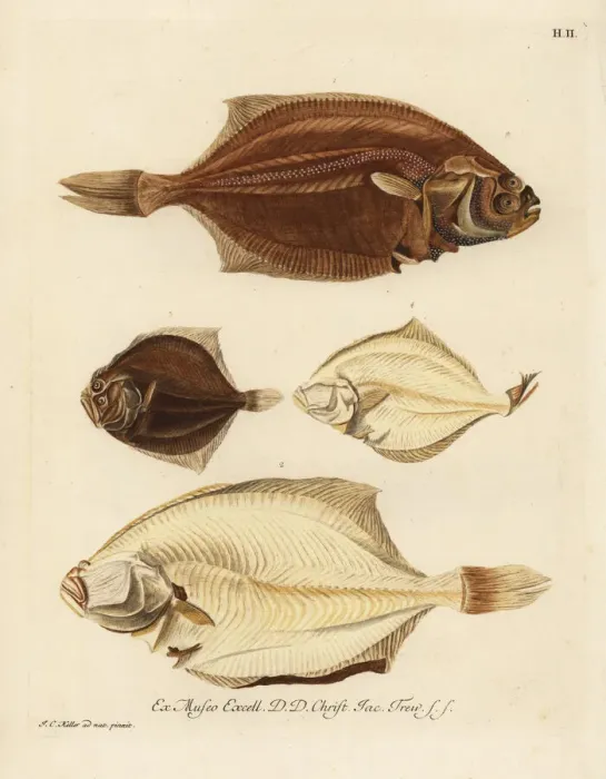 Framed Print : European plaice, Pleuronectes platessa Framed Print : European plaice, Pleuronectes platessa