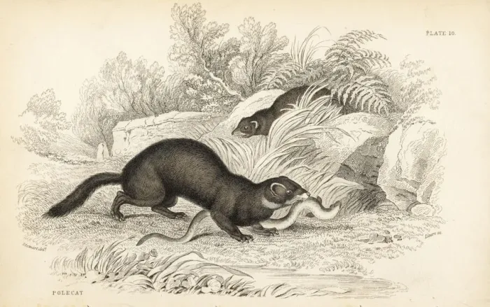 Framed Print : European polecat, Mustela putorius Framed Print : European polecat, Mustela putorius