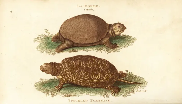 Framed Print : European pond turtle, Emys orbicularis Framed Print : European pond turtle, Emys orbicularis