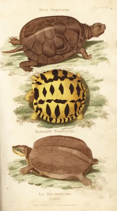 Framed Print : European pond turtle and Indian star tortoise Framed Print : European pond turtle and Indian star tortoise