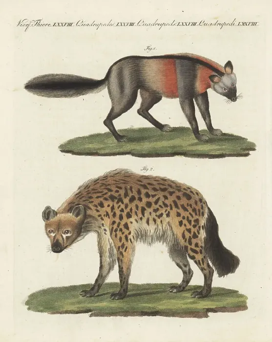Framed Print : European red fox and spotted hyena Framed Print : European red fox and spotted hyena