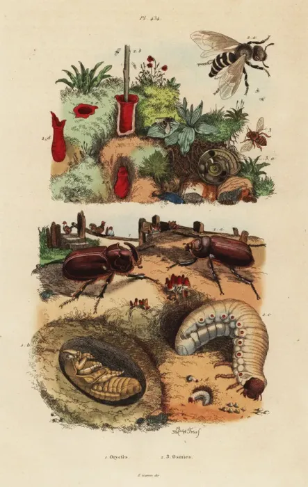 Framed Print : European rhinoceros beetle and European orchard bee Framed Print : European rhinoceros beetle and European orchard bee
