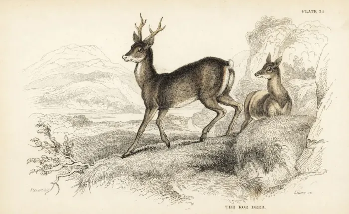 Framed Print : European roe deer, Capreolus capreolus Framed Print : European roe deer, Capreolus capreolus