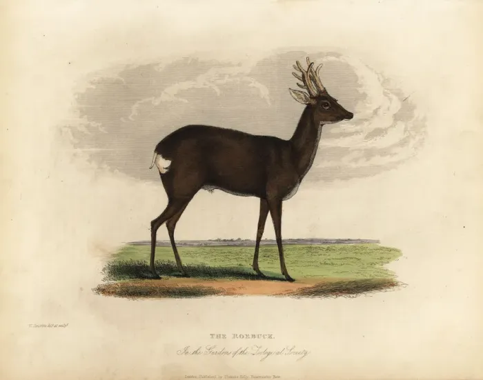 Framed Print : European roe deer, Capreolus capreolus Framed Print : European roe deer, Capreolus capreolus