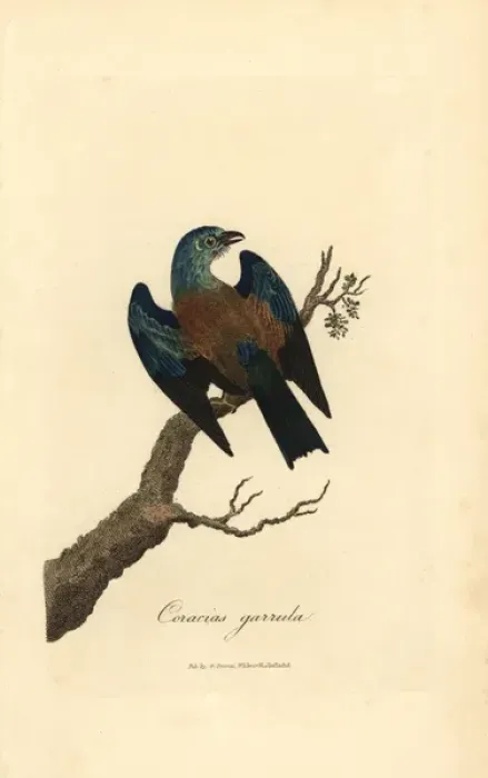 Framed Print : European roller, Coracias garrulus Framed Print : European roller, Coracias garrulus