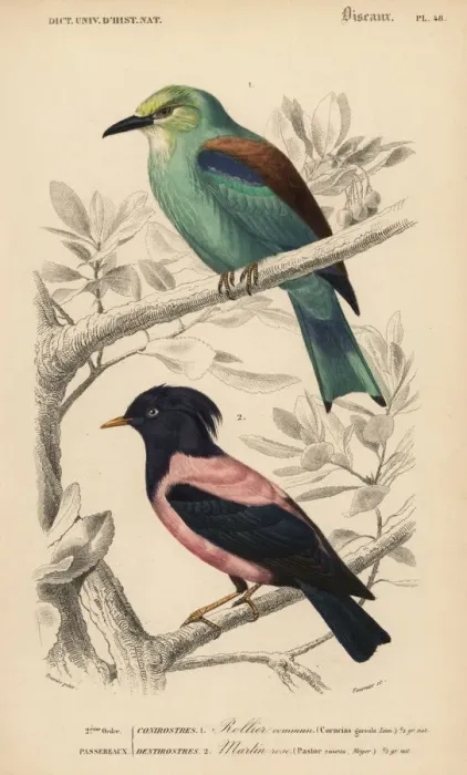 Framed Print : European roller, Coracias garrulus, and rosy Framed Print : European roller, Coracias garrulus, and rosy