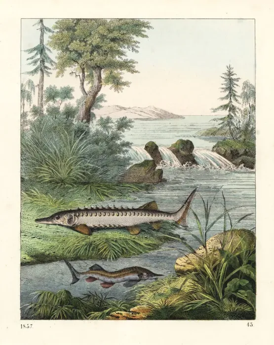 Framed Print : European sea sturgeon (critically endangered) Framed Print : European sea sturgeon (critically endangered)