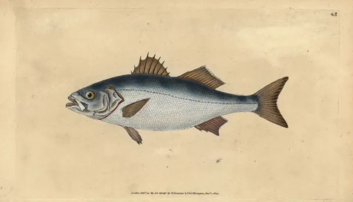 Framed Print : European seabass, Dicentrarchus labrax Framed Print : European seabass, Dicentrarchus labrax