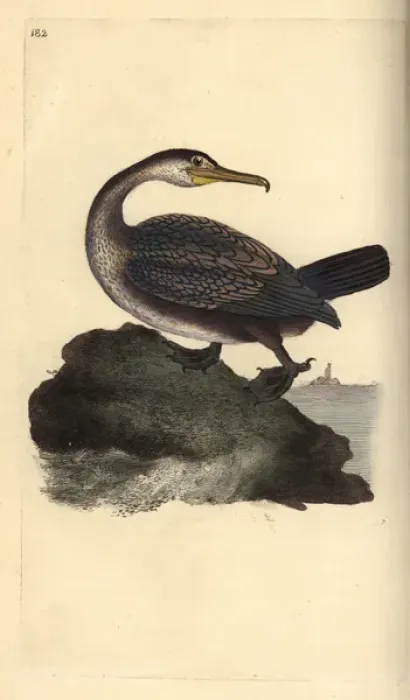 Framed Print : European shag, Phalacrocorax aristotelis Framed Print : European shag, Phalacrocorax aristotelis