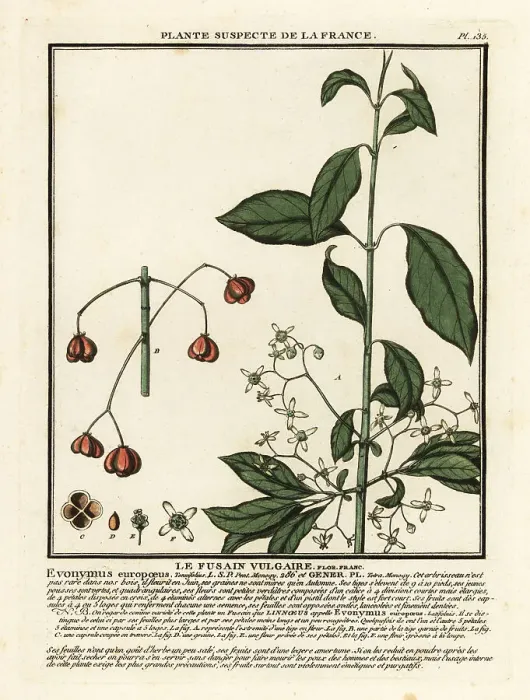 Framed Print : European spindle, Euonymus europaeus Framed Print : European spindle, Euonymus europaeus